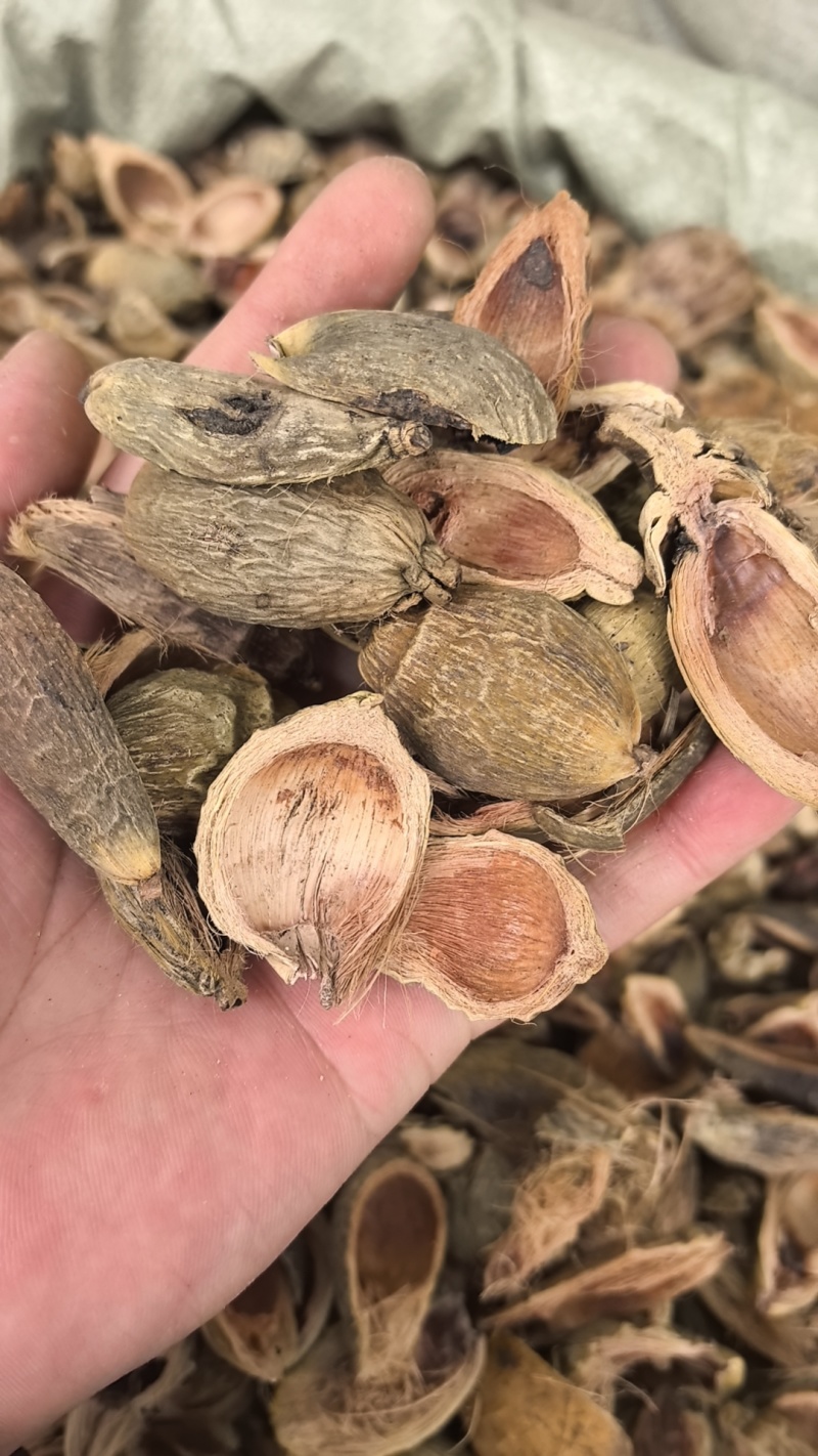大腹皮选装货槟榔皮干新货大腹毛茯毛规格很多价格不同