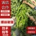 精品全螺螺丝椒苗大果辣椒苗尖椒苗太空椒苗苗场直发