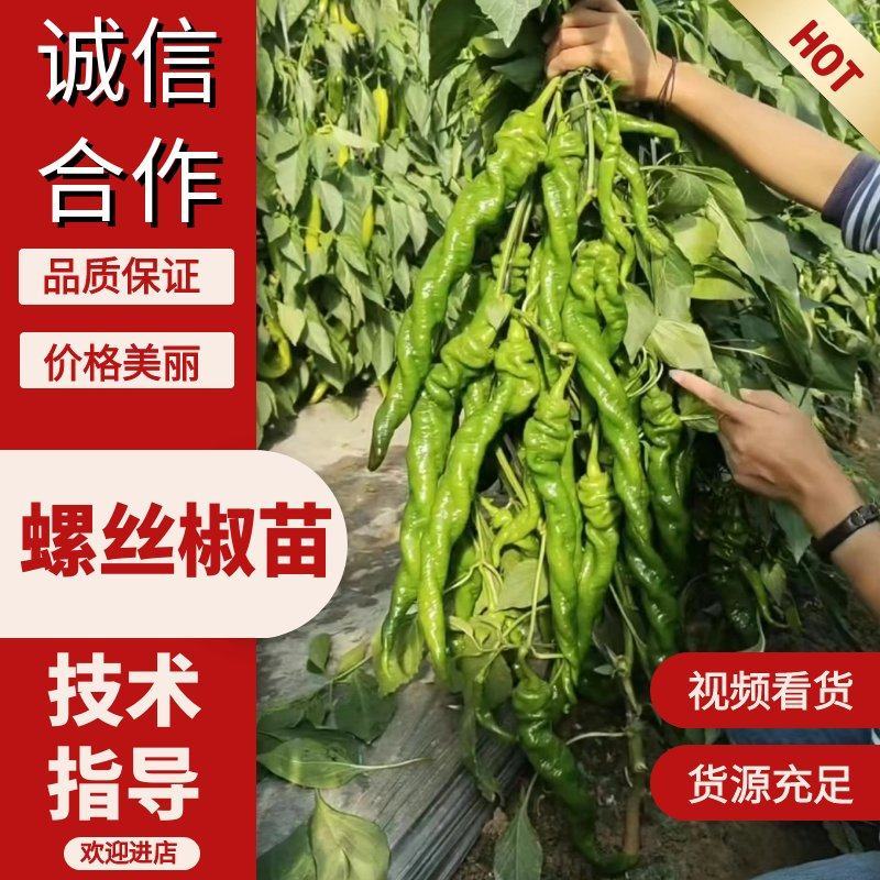 精品全螺螺丝椒苗大果辣椒苗尖椒苗太空椒苗苗场直发