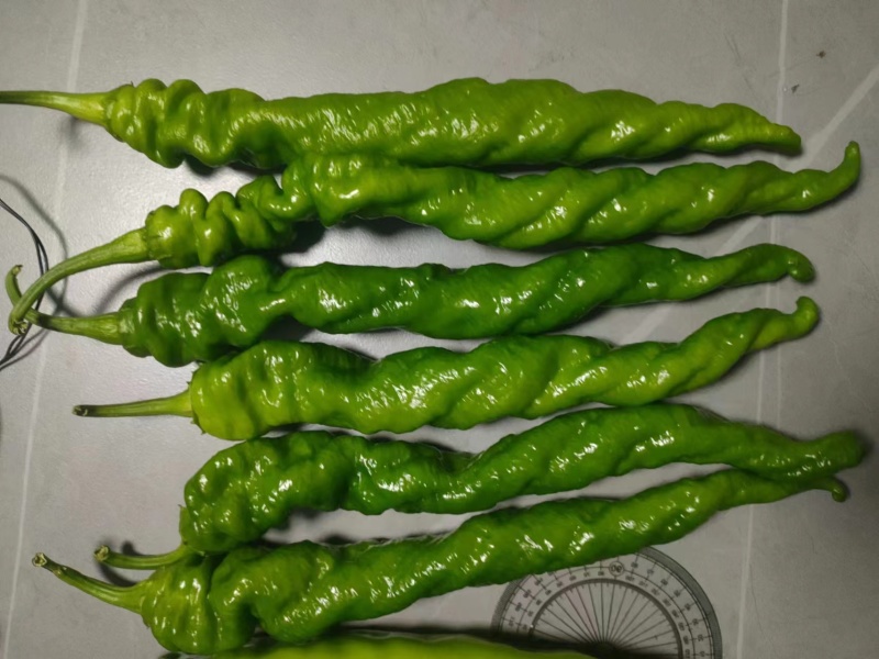 精品全螺螺丝椒苗大果辣椒苗尖椒苗太空椒苗苗场直发