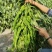 精品全螺螺丝椒苗大果辣椒苗尖椒苗太空椒苗苗场直发