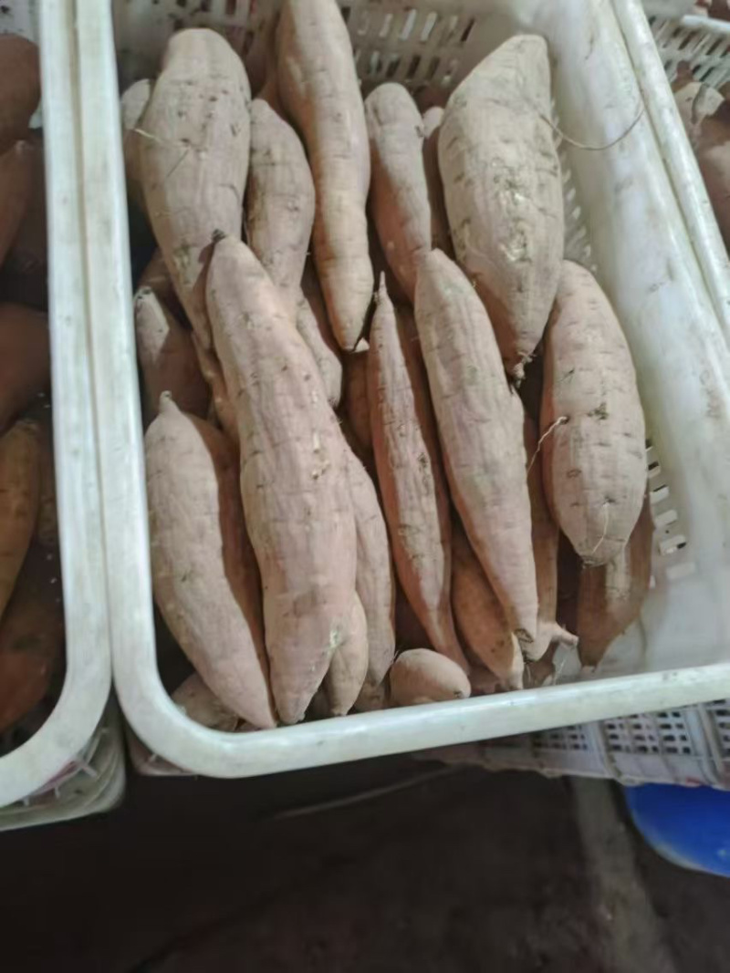 哈密红薯大量上市产地直发诚信经营欢迎来电