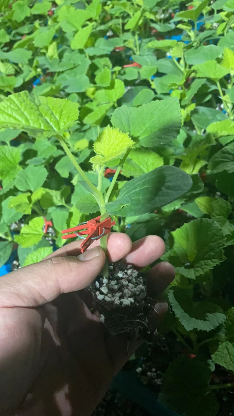 酥红蜜博洋甜瓜博洋61羊角蜜口感脆甜糖度高嫁接苗抗病强