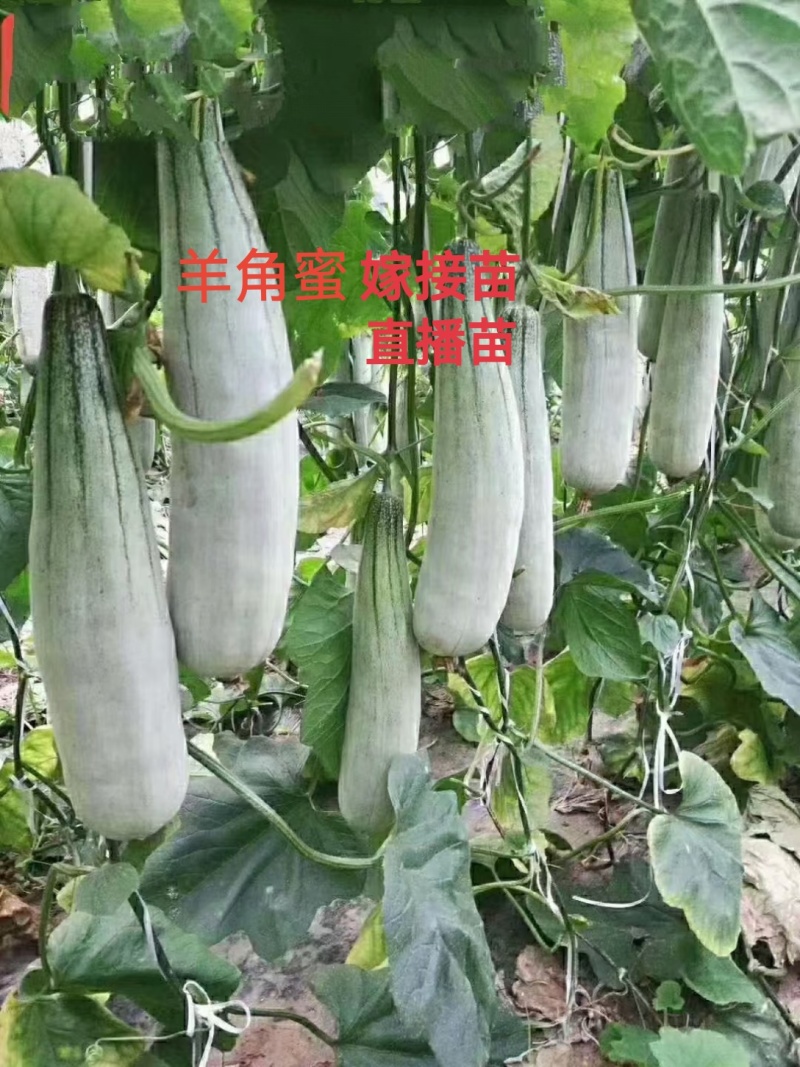 酥红蜜博洋甜瓜博洋61羊角蜜口感脆甜糖度高嫁接苗抗病强