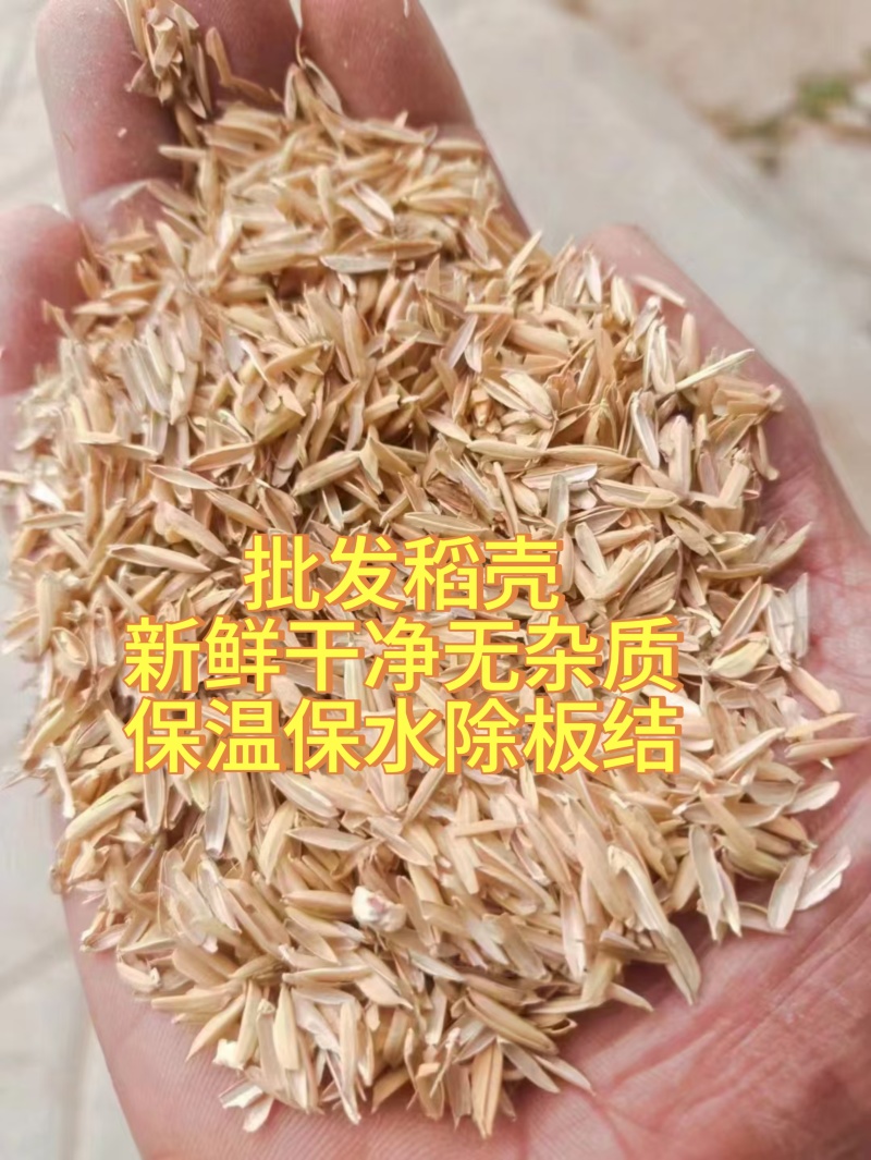 米厂稻壳批发新鲜干净无杂质