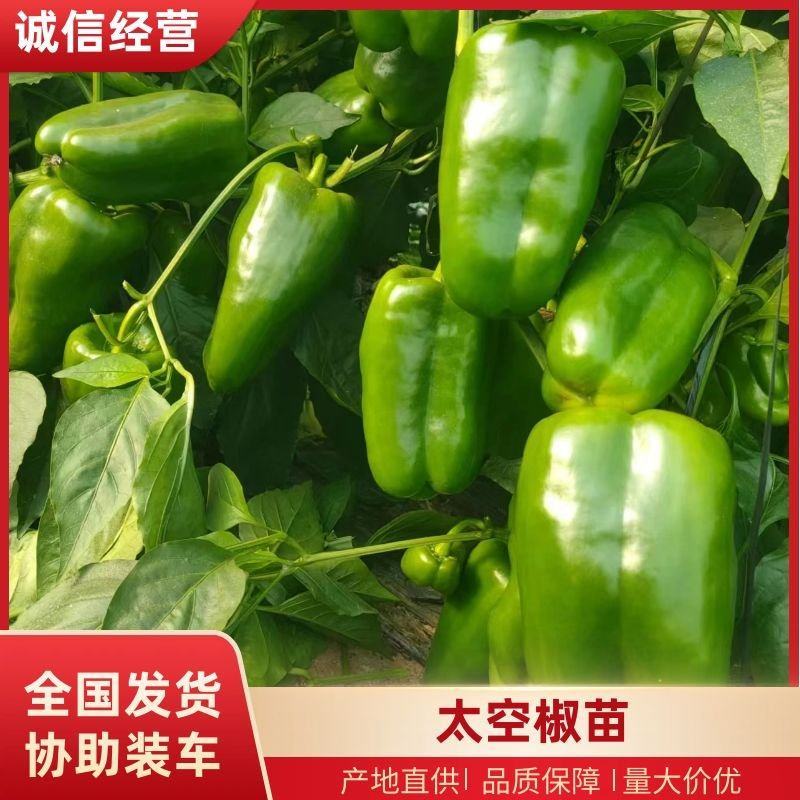 太空椒苗辣椒种苗甜椒苗大果肉厚青皮太空椒苗