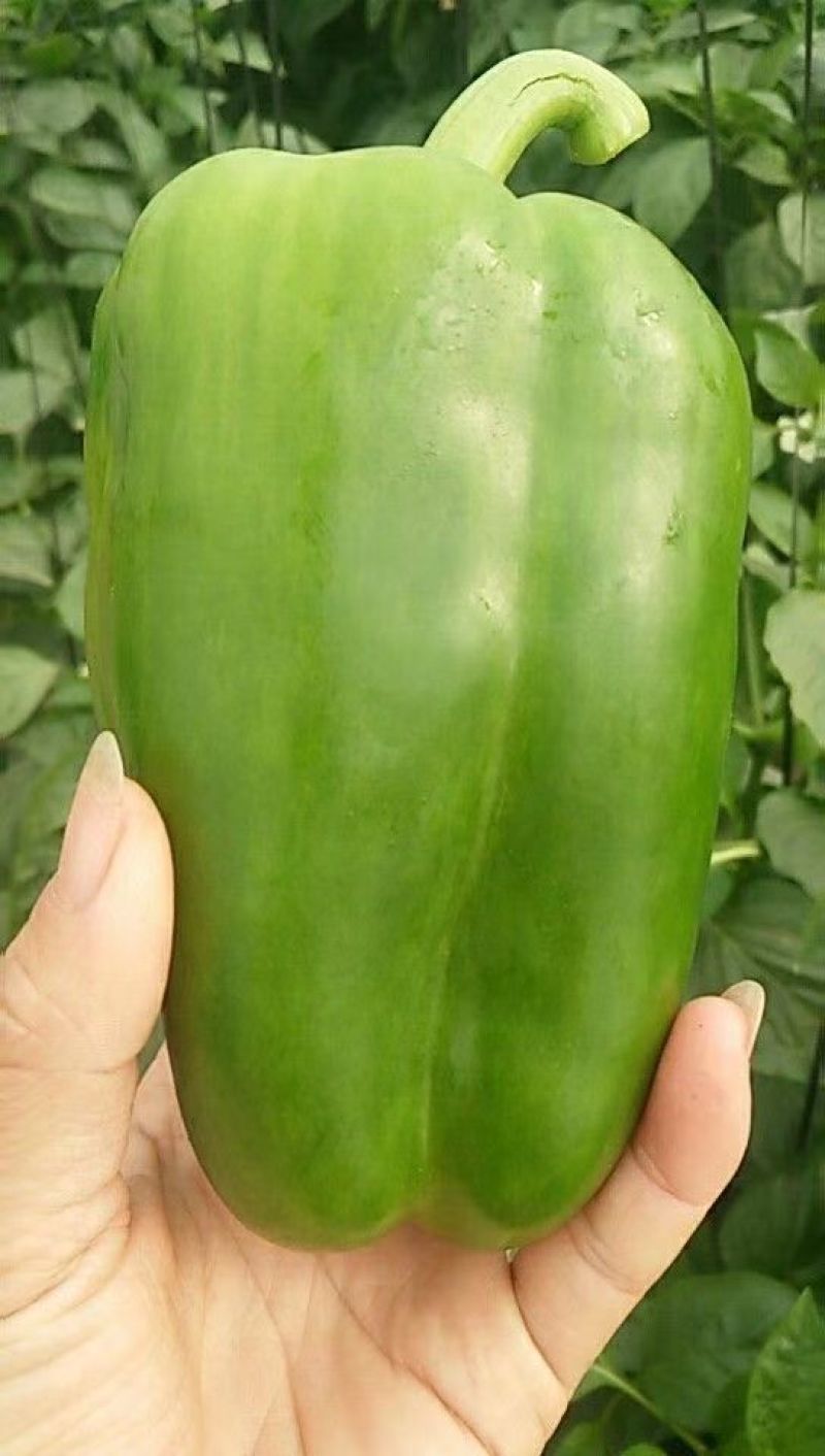 太空椒苗辣椒种苗甜椒苗大果肉厚青皮太空椒苗