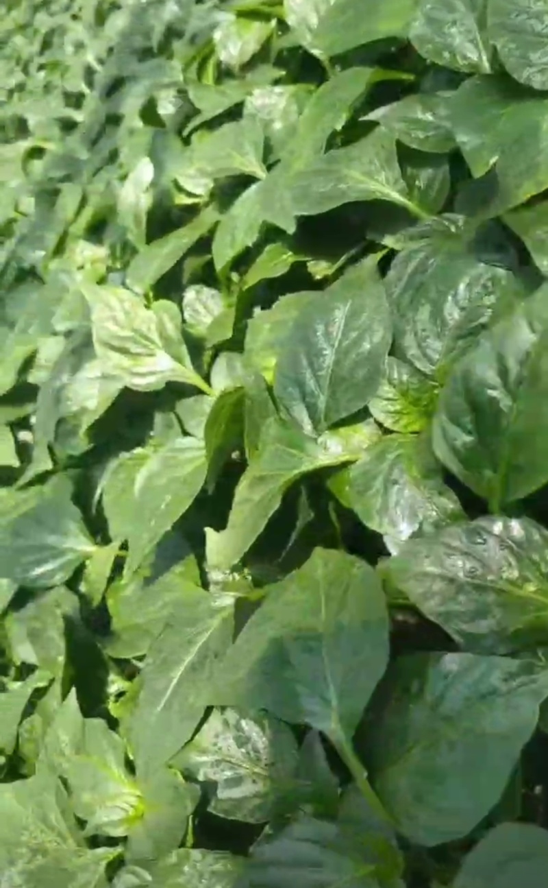 太空椒苗辣椒种苗甜椒苗大果肉厚青皮太空椒苗