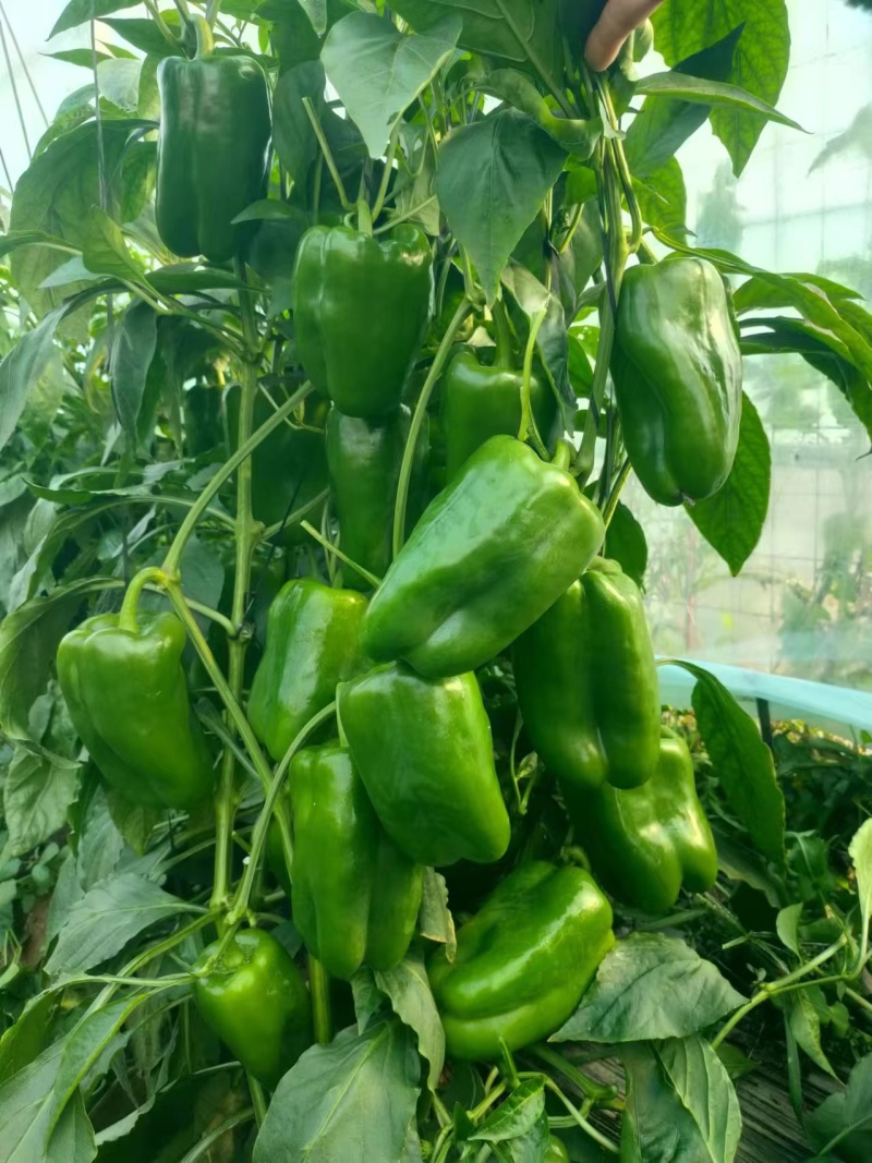 太空椒苗辣椒种苗甜椒苗大果肉厚青皮太空椒苗