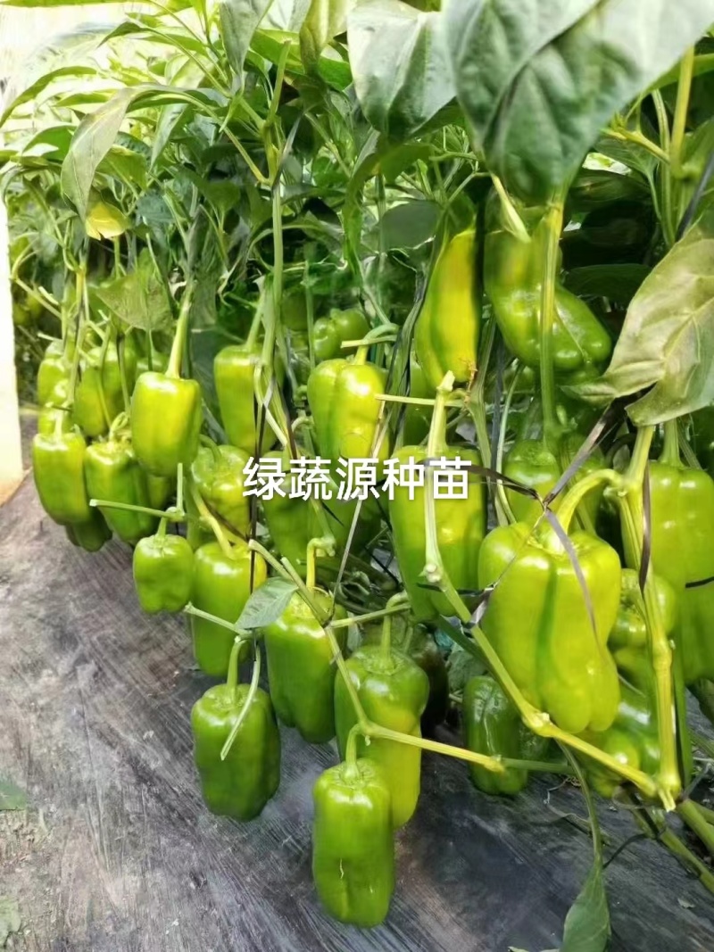 太空椒苗辣椒种苗甜椒苗大果肉厚青皮太空椒苗