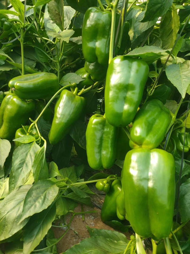 太空椒苗辣椒种苗甜椒苗大果肉厚青皮太空椒苗