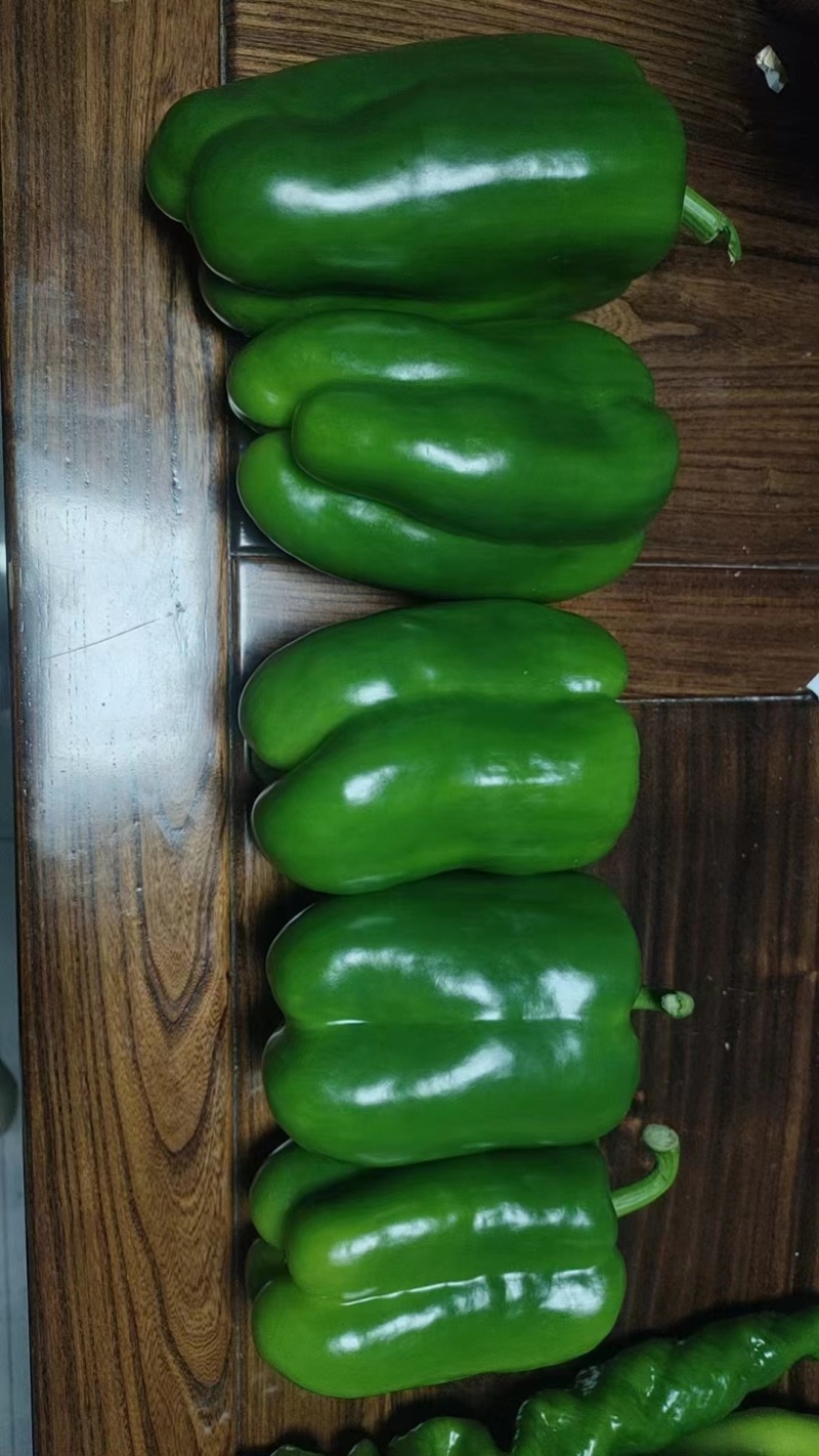 太空椒苗辣椒种苗甜椒苗大果肉厚青皮太空椒苗