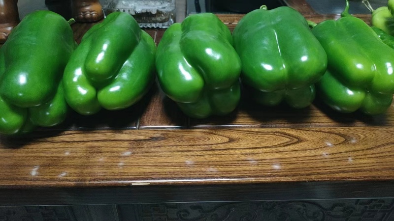太空椒苗辣椒种苗甜椒苗大果肉厚青皮太空椒苗