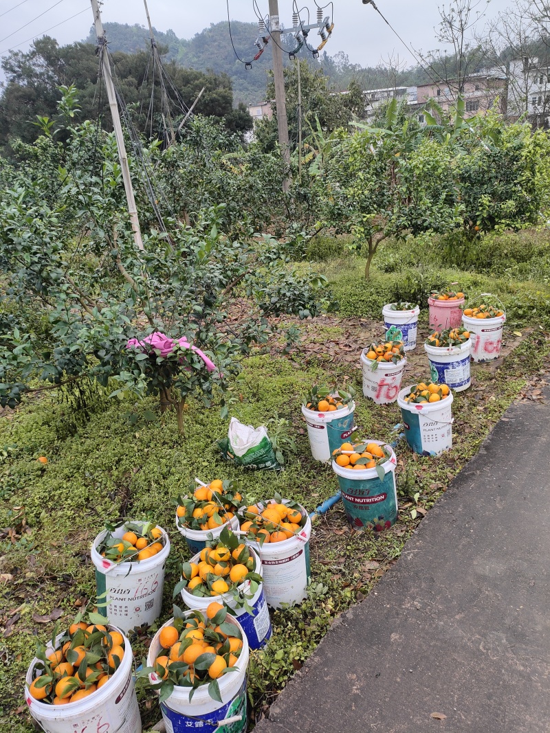 武鸣沃柑