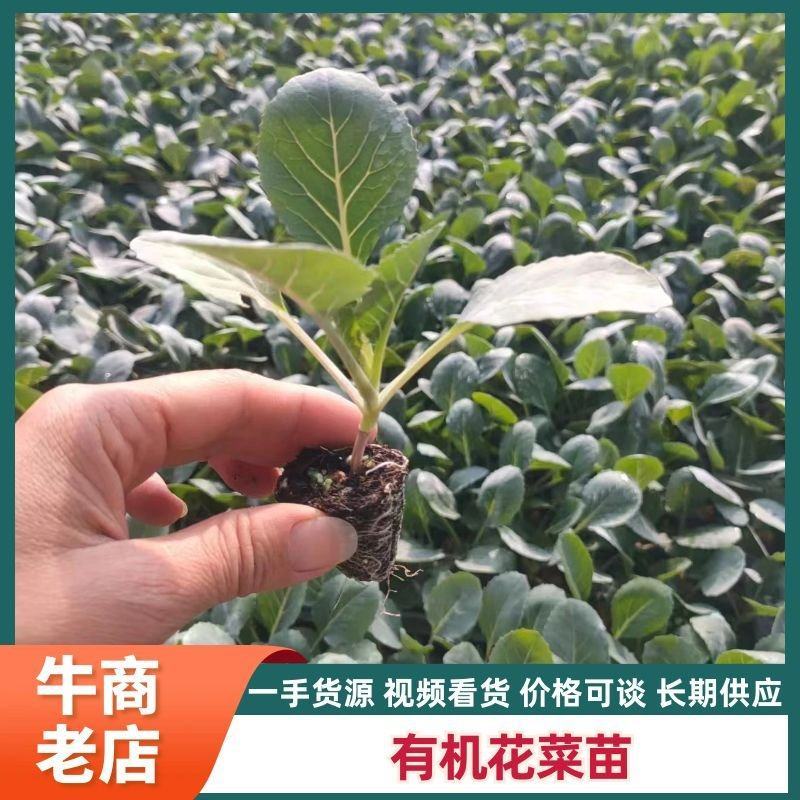 青梗有机花菜苗菜花苗松花菜苗花椰菜苗山东种苗基地