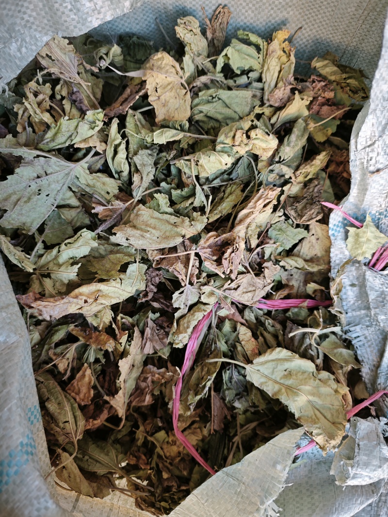 老板们。看看你们拉的是霜桑叶嘛，霜降以后纯霜桑叶
