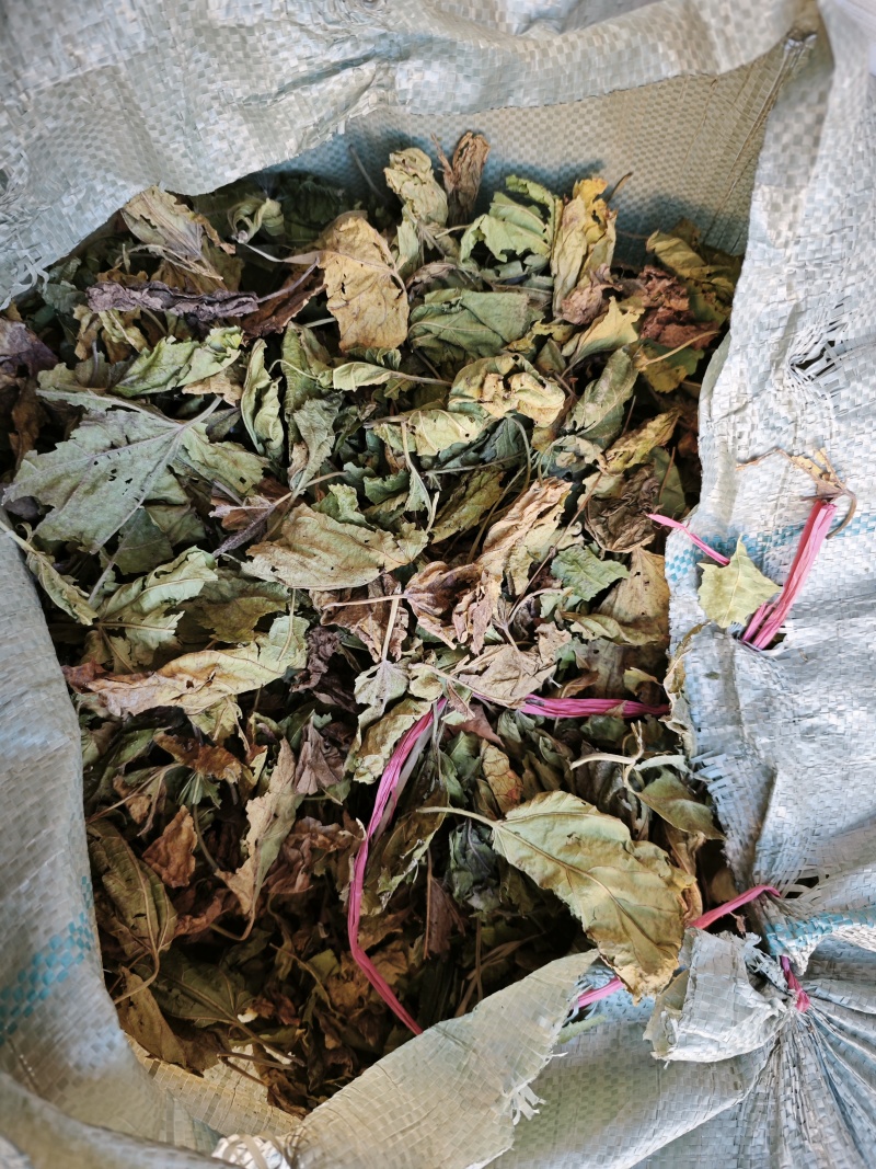 老板们。看看你们拉的是霜桑叶嘛，霜降以后纯霜桑叶