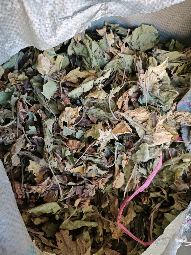 老板们。看看你们拉的是霜桑叶嘛，霜降以后纯霜桑叶