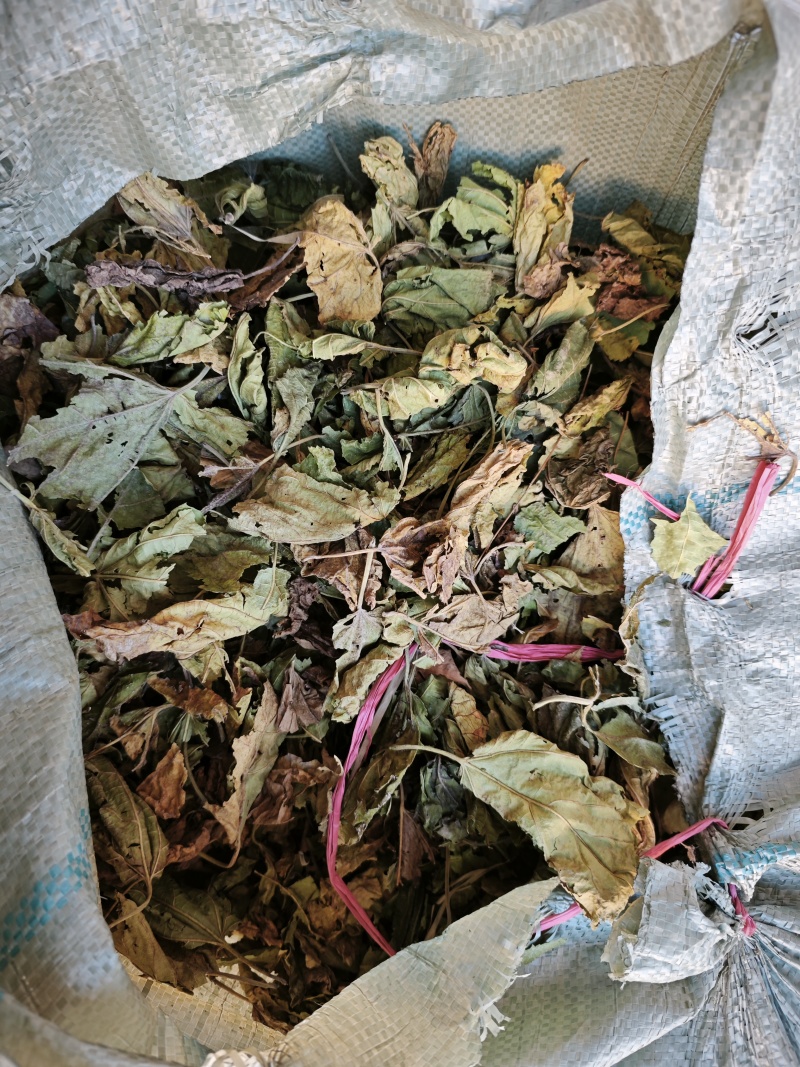 老板们。看看你们拉的是霜桑叶嘛，霜降以后纯霜桑叶