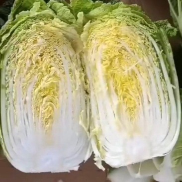 加工厂黄心白菜产地货源一手价格