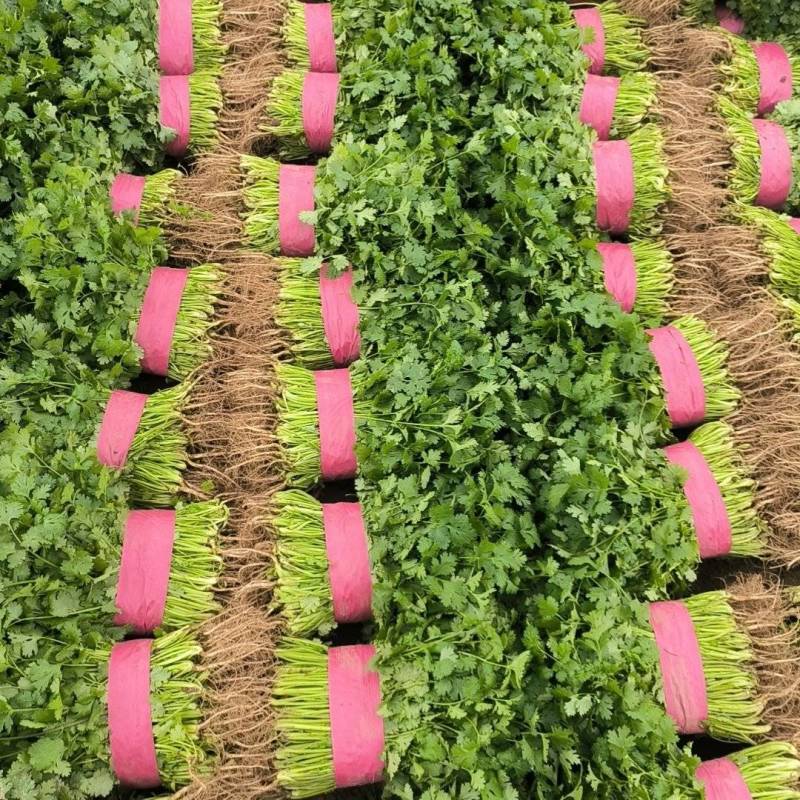 【精品香菜】河南滑县香菜大叶香菜实力代办代发全国