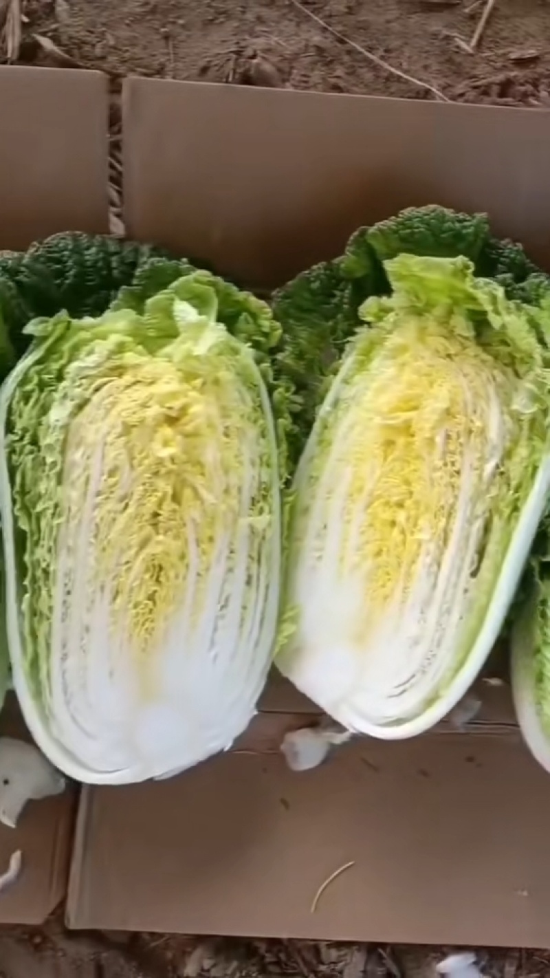 加工厂黄心白菜产地货源一手价格