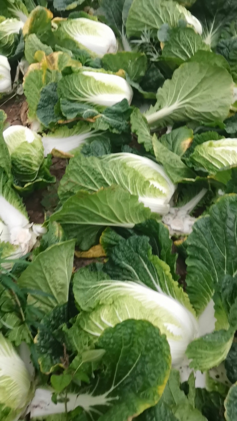 加工厂黄心白菜产地货源一手价格