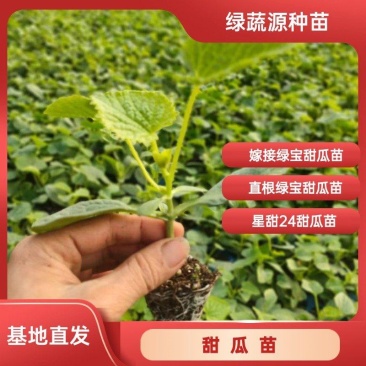 嫁接绿宝甜瓜苗直根绿宝苗星甜24甜瓜苗免费技术指导