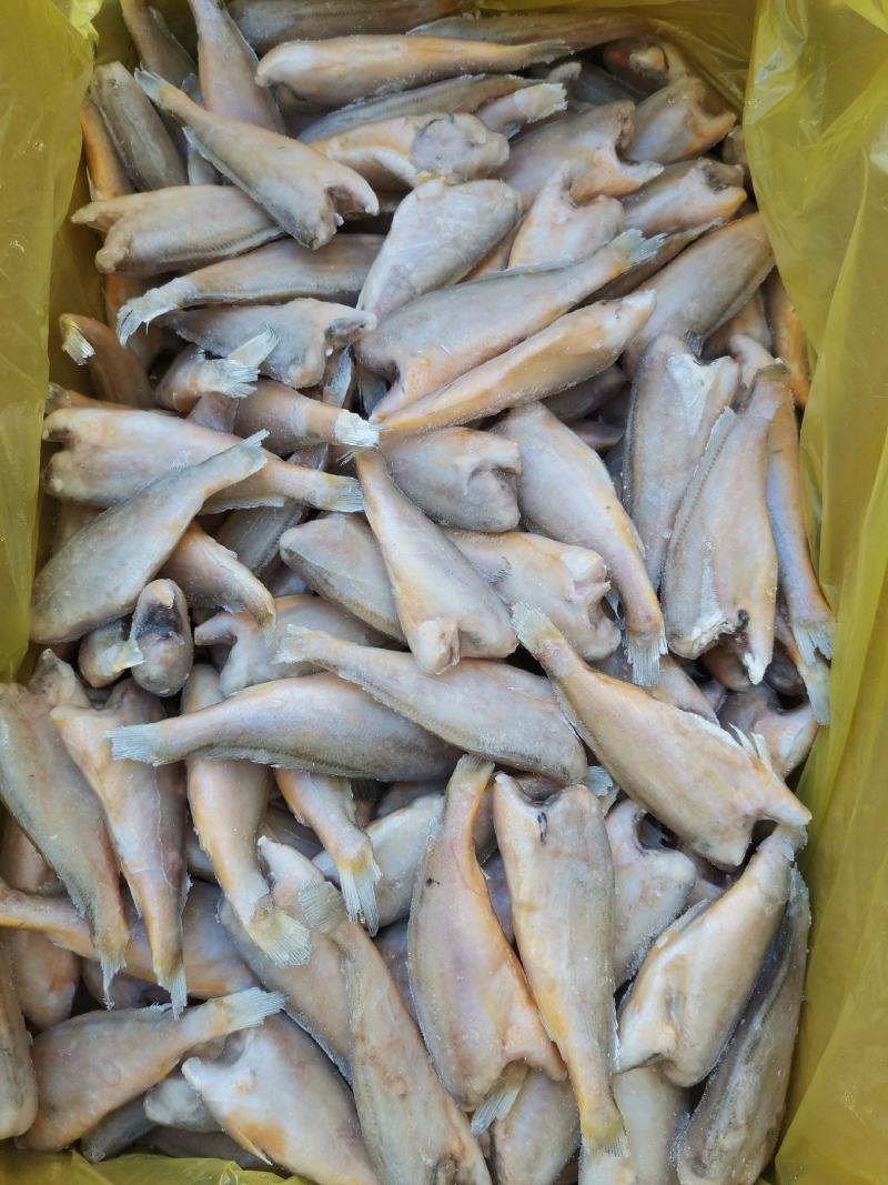 去头小黄鱼质量很好一手货源