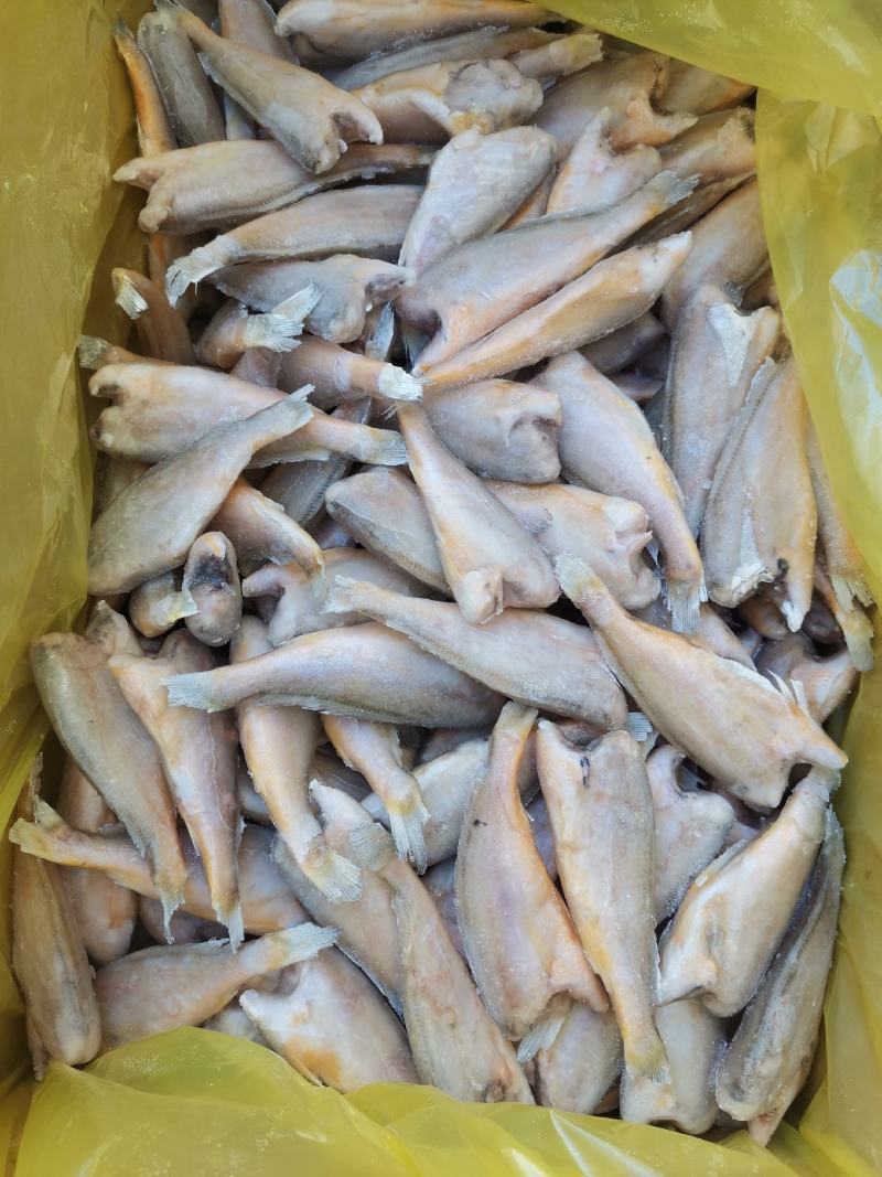 去头小黄鱼质量很好一手货源