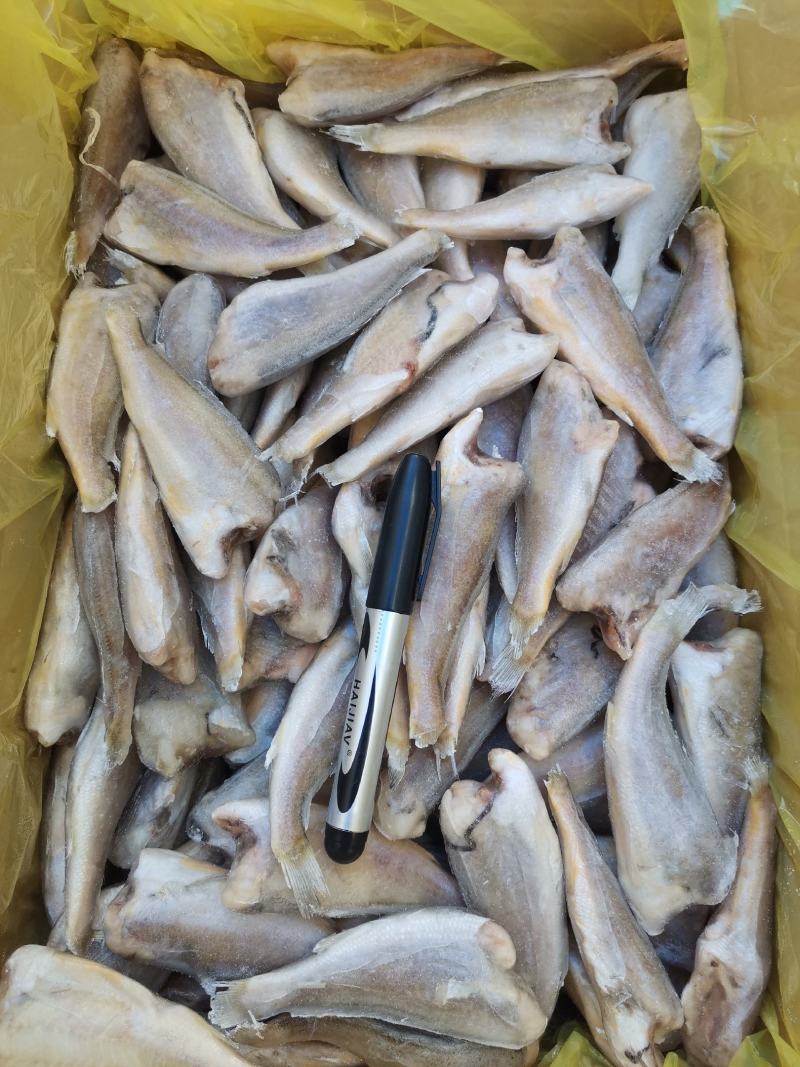 去头小黄鱼质量很好一手货源