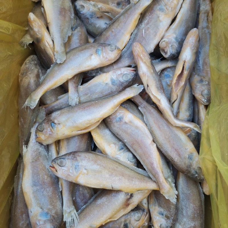 去肠去腮小黄鱼