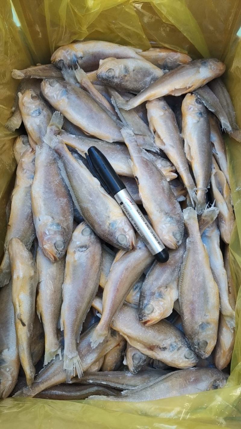 去肠去腮小黄鱼