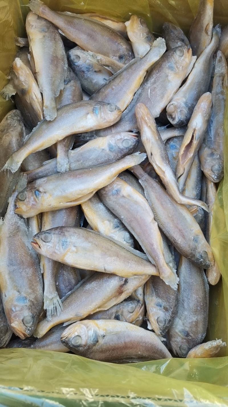 去肠去腮小黄鱼