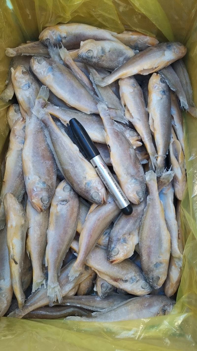 去肠去腮小黄鱼