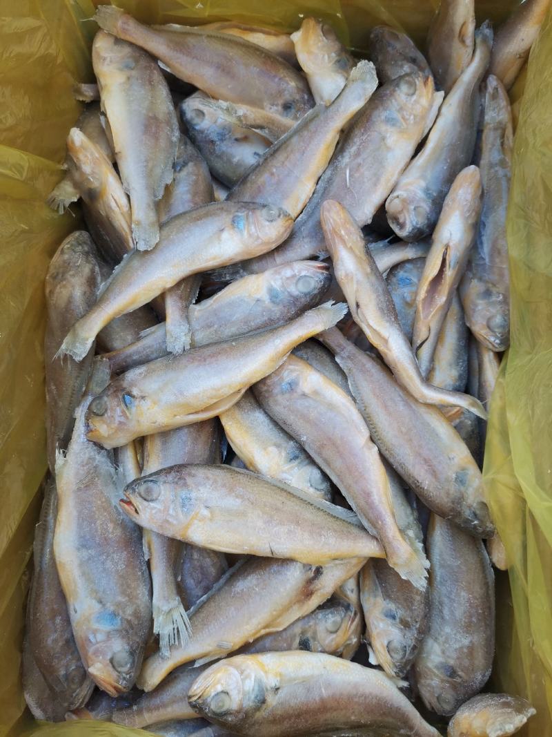 去肠去腮小黄鱼