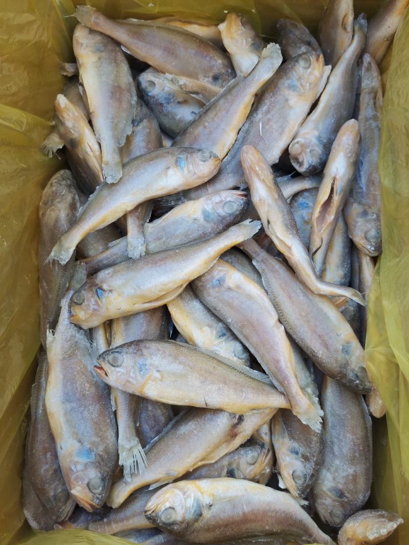 去肠去腮小黄鱼