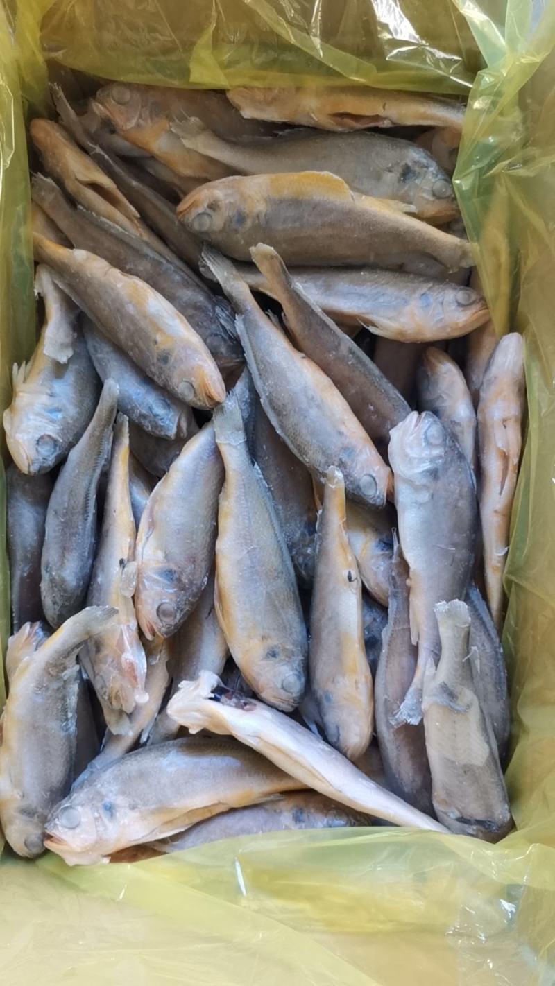去肠去腮小黄鱼
