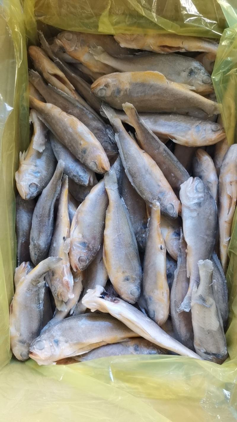去肠去腮小黄鱼