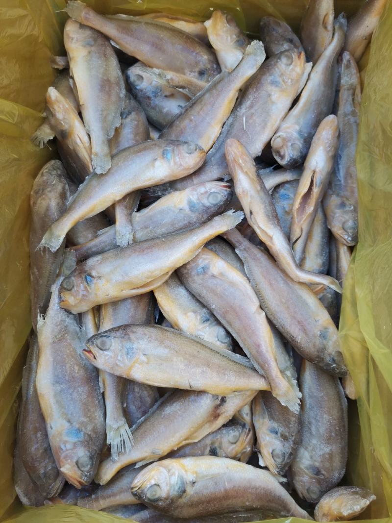 去肠去腮小黄鱼