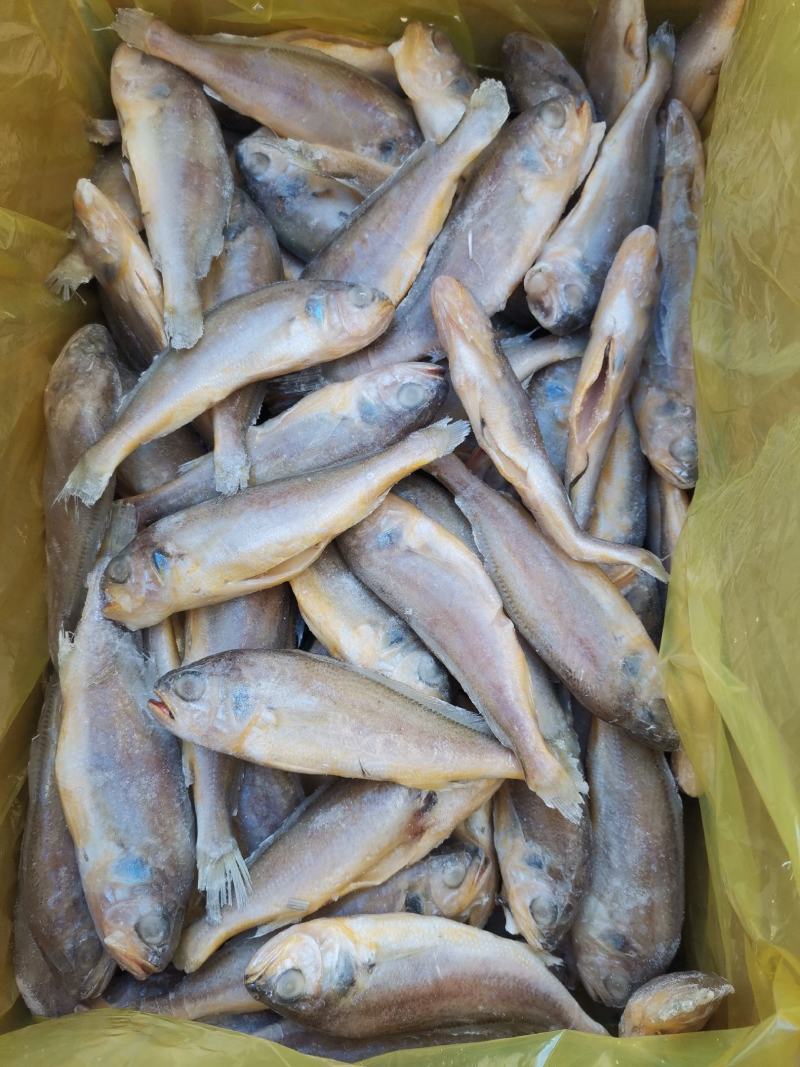 去肠去腮小黄鱼