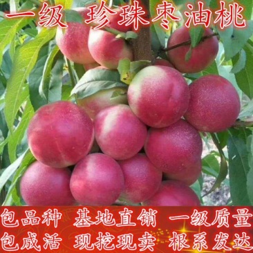 果园直发桃树苗新品种珍珠枣油桃蜂蜜口味保证品种成活率