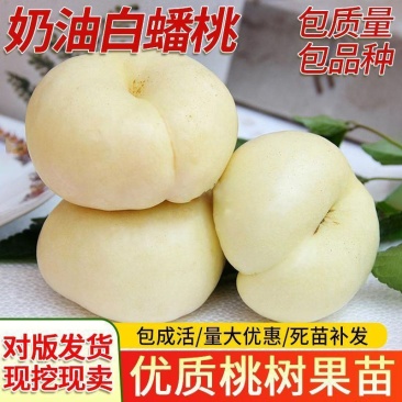 果园直发桃树苗新品种奶油白蟠桃白如玉蜂糖白玉桃保品种