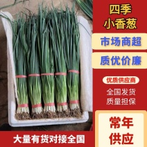 四季小香葱附近量少也能走大量有货对接全国
