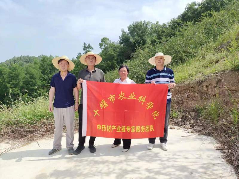 湖北连翘育苗种植基地现挖先发，一手货源视频看货包技术指导