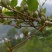 湖北连翘育苗种植基地现挖先发，一手货源视频看货包技术指导