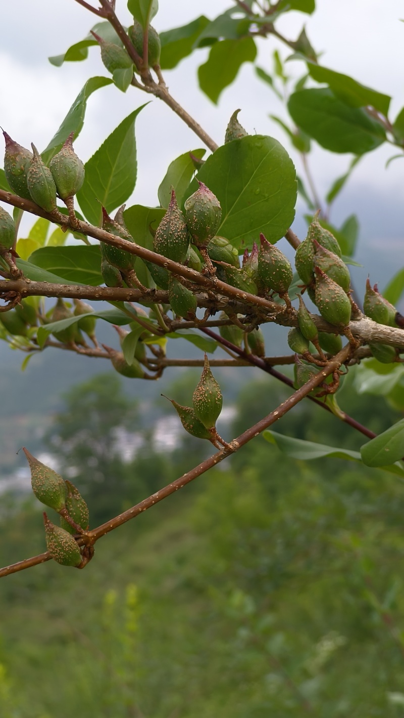 湖北连翘育苗种植基地现挖先发，一手货源视频看货包技术指导