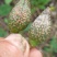 湖北连翘育苗种植基地现挖先发，一手货源视频看货包技术指导