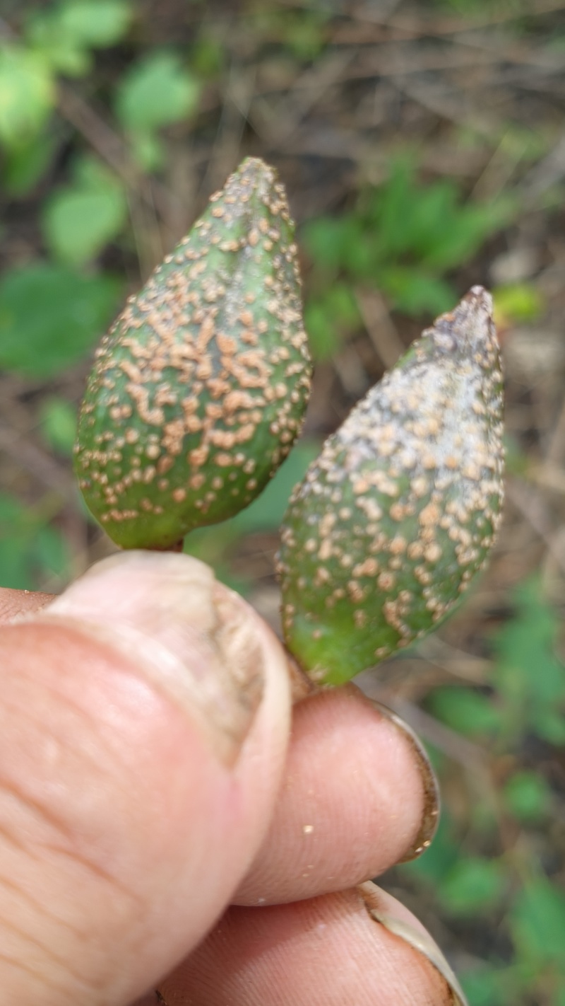 湖北连翘育苗种植基地现挖先发，一手货源视频看货包技术指导