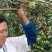 湖北连翘育苗种植基地现挖先发，一手货源视频看货包技术指导